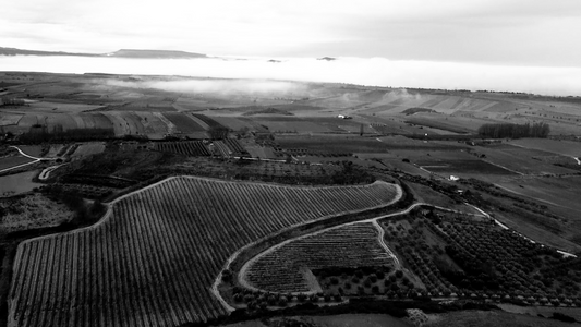 Visita nuestra bodega en Cenicero: una experiencia única en La Rioja