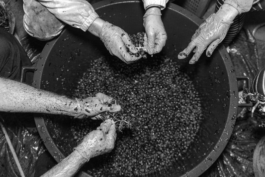 ¿Qué hace tan especial al vino de Vergara Verde?