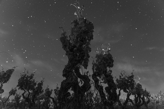 Visita Raíz en Bodegas Vergara Verde: cata y comida a la brasa en Cenicero, La Rioja